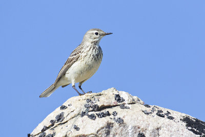 american pipit 072013_MG_3562 