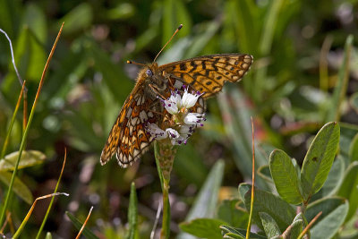 bog fritillary 072113_MG_6246 