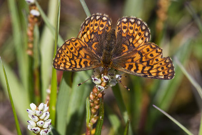 bog fritillary 072113_MG_6315 