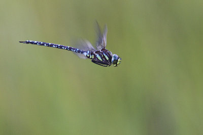 sedge darner 072113_MG_7010 