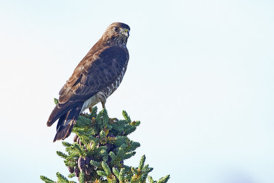 broad-winged hawk 072513_MG_7622 