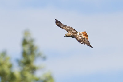red-tailed hawk 072813_MG_5200