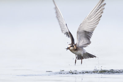 black tern 081113_MG_8628 