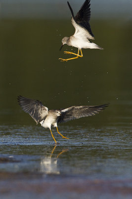 lesser yellowlegs 081013_MG_5650