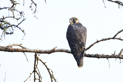 peregrine falcon 081013_MG_7735