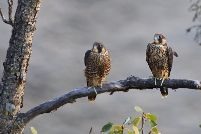 peregrine falcons 081013_MG_7813