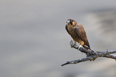 peregrine falcon 081013_MG_7824