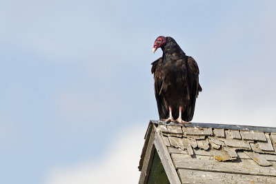 turkey vulture 081813_MG_9172
