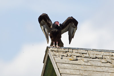 turkey vulture 081813_MG_9181 