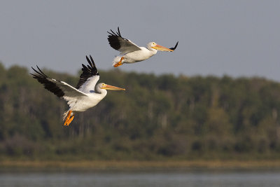 american white pelicans 090213_MG_1538 