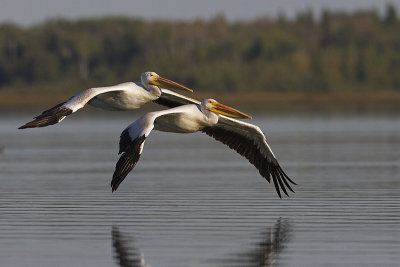 american white pelicans 090213_MG_2145 