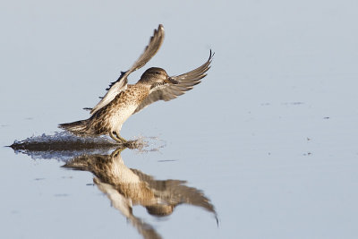 green-winged teal 083113_MG_0430 