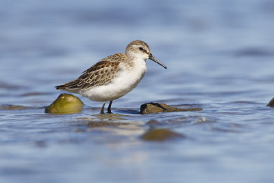 western sandpiper 090113_MG_1295