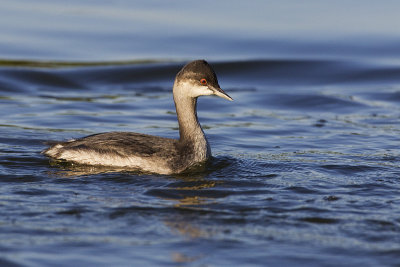 eared grebe 091213_MG_2856 