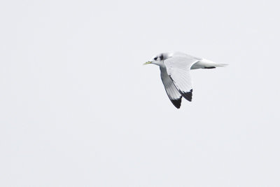 black-legged kittiwake 091513_MG_3705 