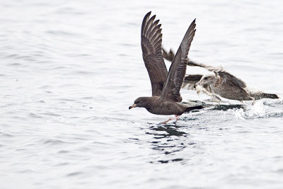 flesh-footed shearwater 091513_MG_4543 
