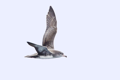 pink-footed shearwater 091513_MG_4287 