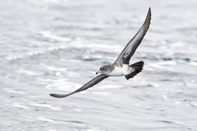 pink-footed shearwater 091513_MG_4346 