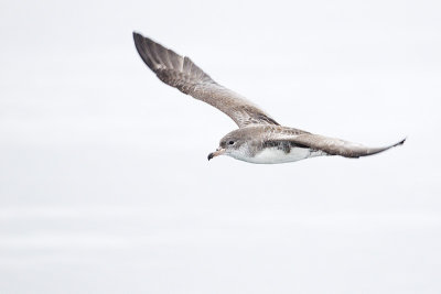pink-footed shearwater 091513_MG_4824 