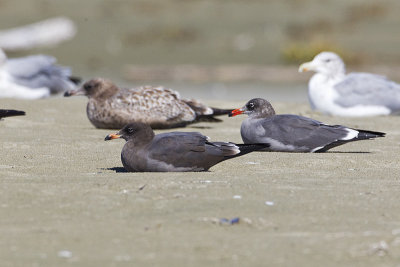 heermann's gulls 091613_MG_5594 