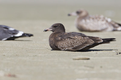 heermann's gull 091613_MG_5792 