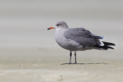 heermann's gull 091613_MG_5988 