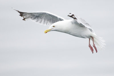 herring gull 091513_MG_4873 