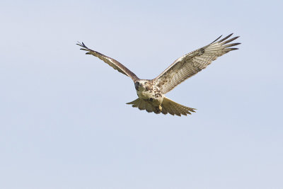 red-tailed hawk 092113_MG_6378