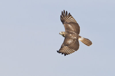 Red-tailed Hawks