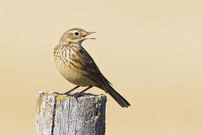 american pipit 092113_MG_6564 