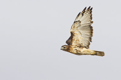 red-tailed hawk 092913_MG_7436