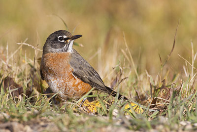 american robin 100513_MG_9831 