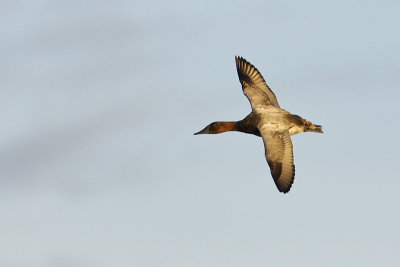 canvasback 100513_MG_0861 