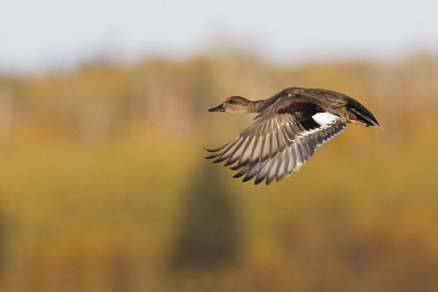 gadwall 100513_MG_0168 