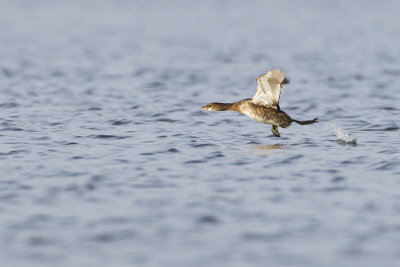pied-billed grebe 100513_MG_0106