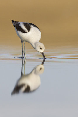 american avocet 101313_MG_2320
