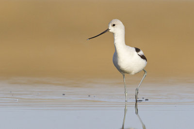 american avocet 101313_MG_2356