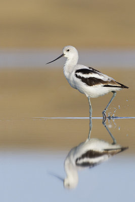 american avocet 101313_MG_2455