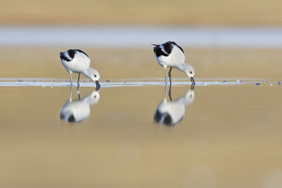 american avocets 101313_MG_2690