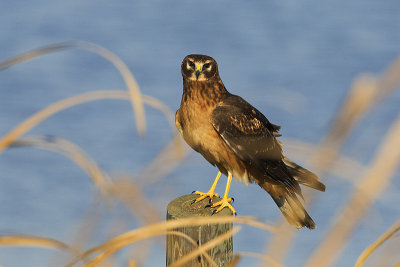 northern harrier 101413_MG_3041 