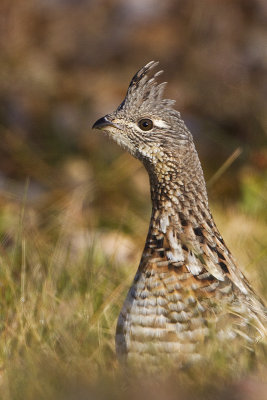 ruffed grouse 101413_MG_2966 
