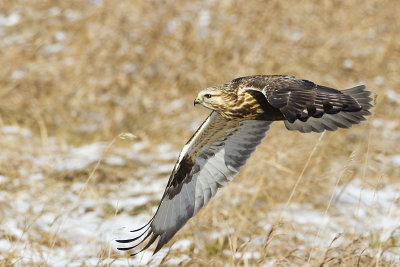 rough-legged hawk 111013_MG_5060 