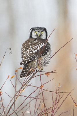 northern hawk owl 110913_MG_4701 