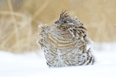 ruffed grouse 111613_MG_5515 