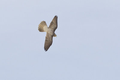 gyrfalcon 112613_MG_5881 