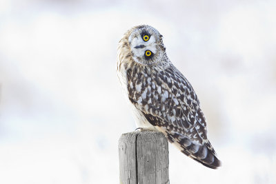 short-eared owl 122213_MG_7650 