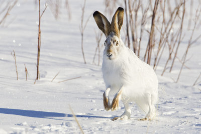 white-tailed jackrabbit 122213_MG_7403 