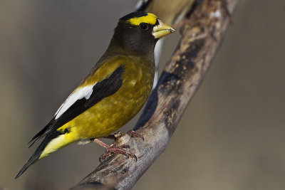 evening grosbeak 011914_MG_9287