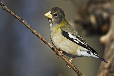 evening grosbeak 011914_MG_9225