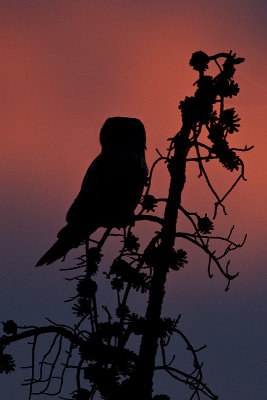 northern hawk owl 011914_MG_9425 